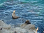 la-jolla-4